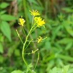 Rorippa sylvestris Цвят