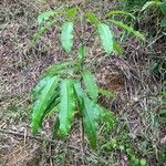 Aspidosperma desmanthum Hábito