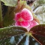 Begonia veitchii Flower