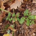 Veronica officinalis 叶