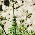 Sonchus oleraceus Blomma