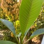 Plumeria alba Leaf