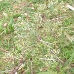 Acacia farnesiana पत्ता