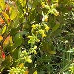 Solidago hispida Floare