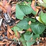 Viola rostrata Leaf