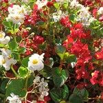 Begonia cucullata花