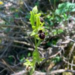 Ophrys sphegodes 整株植物