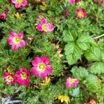 Saxifraga rosaceaFlower