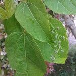 Idesia polycarpa Blatt