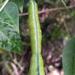 Senna septemtrionalis Fruit