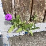 Verbena rigida Habitat