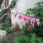 Dicentra formosa 花