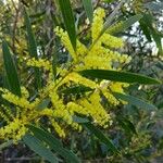 Acacia longifolia Blomst