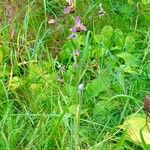 Ophrys apifera Habit