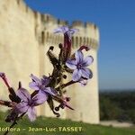 Plumbago europaea Flor
