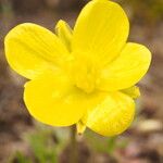 Ranunculus paludosus Fiore