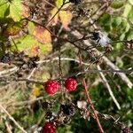Rubus discolor Cvet