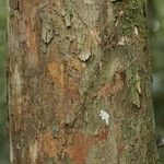 Pouteria grandis Bark