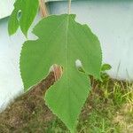 Broussonetia papyrifera Leaf