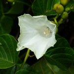 Decalobanthus peltatus Flower