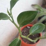 Peperomia serpens 葉