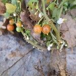 Solanum villosum 果實