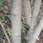 Archidasyphyllum diacanthoides Bark