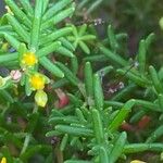 Hypericum empetrifolium Blatt