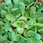 Crassula multicava葉