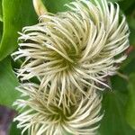 Clematis patensFlower