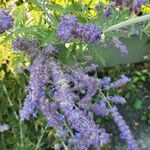 Salvia yangii Flors