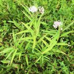 Asclepias perennis Habitus