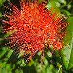 Combretum constrictum Fiore