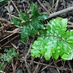 Polystichum polyblepharon Lehti