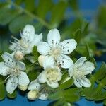 Osteomeles anthyllidifolia Flor