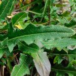 Hesperis laciniata Leaf