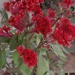 Celosia argentea Virág