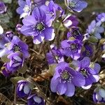 Hepatica nobilis Flower