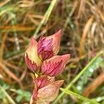 Rhinanthus minor Owoc