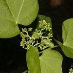 Jatropha curcas Blatt