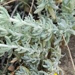 Teucrium polium Листок