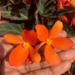 Begonia sutherlandii Lorea