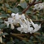 Osmanthus delavayi Λουλούδι