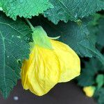 Abutilon spp. Natur