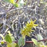 Salix salviifolia Cvet