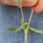 Silene bellidifolia Leaf