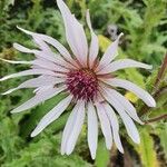 Berkheya purpurea Floare