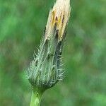 Hypochaeris radicata Blüte