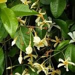 Trachelospermum asiaticum Flower