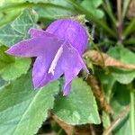 Campanula sibirica Květ